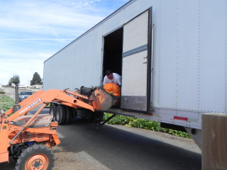 Giant Pumpkin and bigger proper sized truck